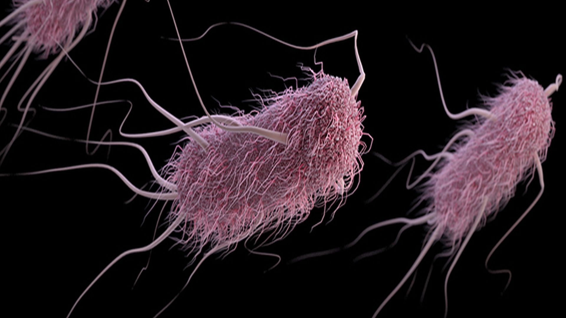 Escherichia coli-infectie: oorzaken, symptomen en behandeling