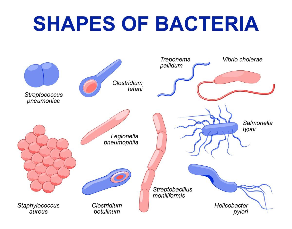 https://mednl.net/wp-content/uploads/2020/11/1200-94798069-shapes-of-bacteria.jpg