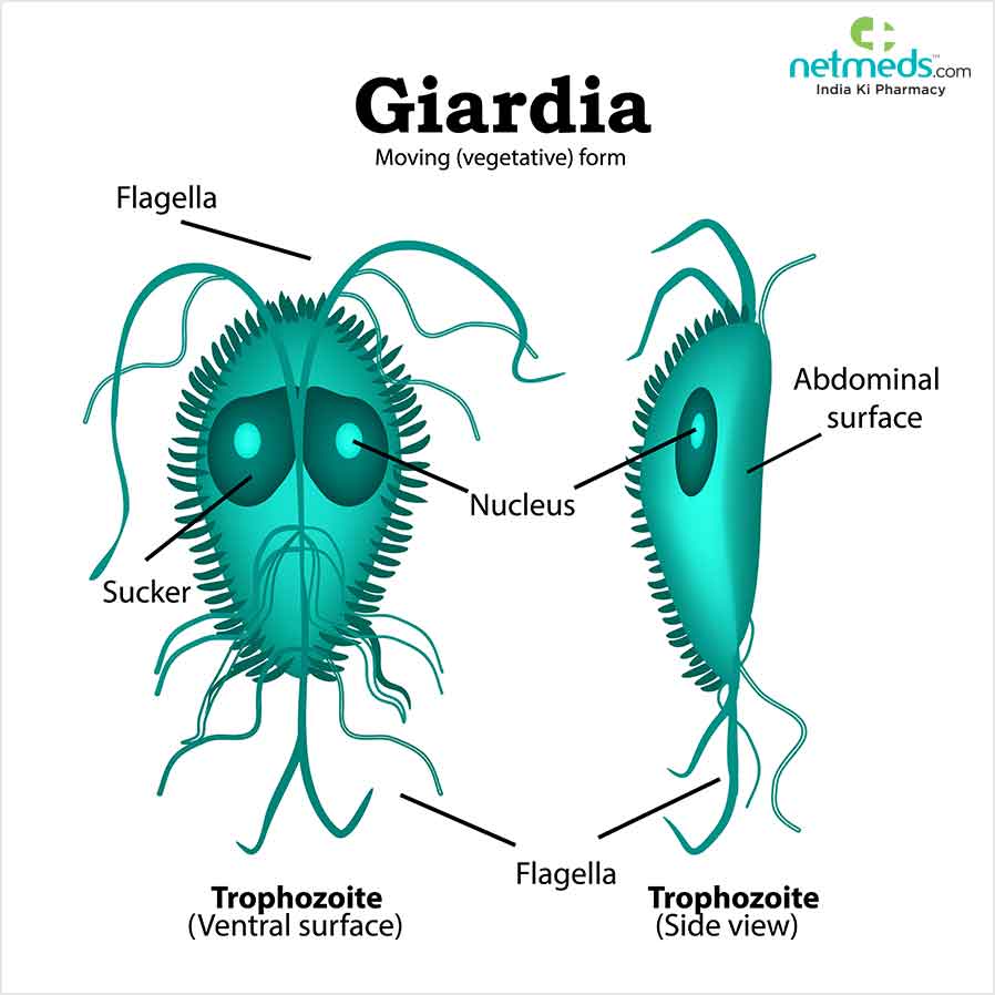 Giardia-infectie: oorzaken, symptomen en behandeling