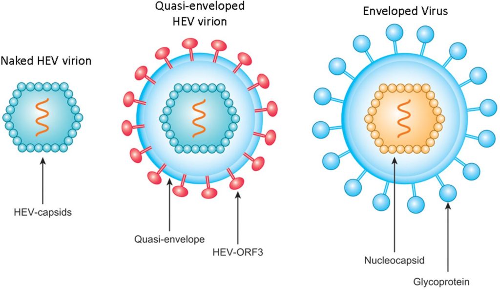 Structuur van het hepatitis E-virus