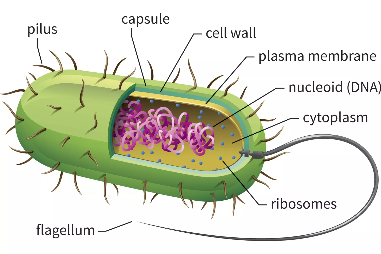 Wat is het verschil tussen bacteriën en virussen?