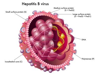 Hepatitis B: oorzaken, symptomen en behandeling