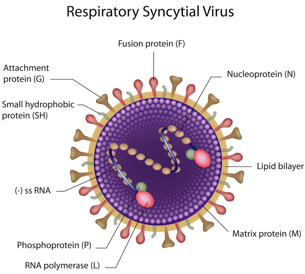 Respiratoir syncytieel virus (RSV)