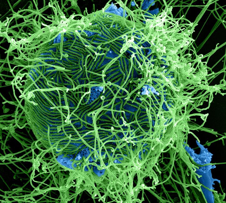 Ebola-virussen