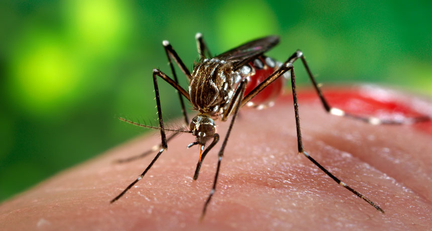 Zika-virus: symptomen, oorzaken en behandeling