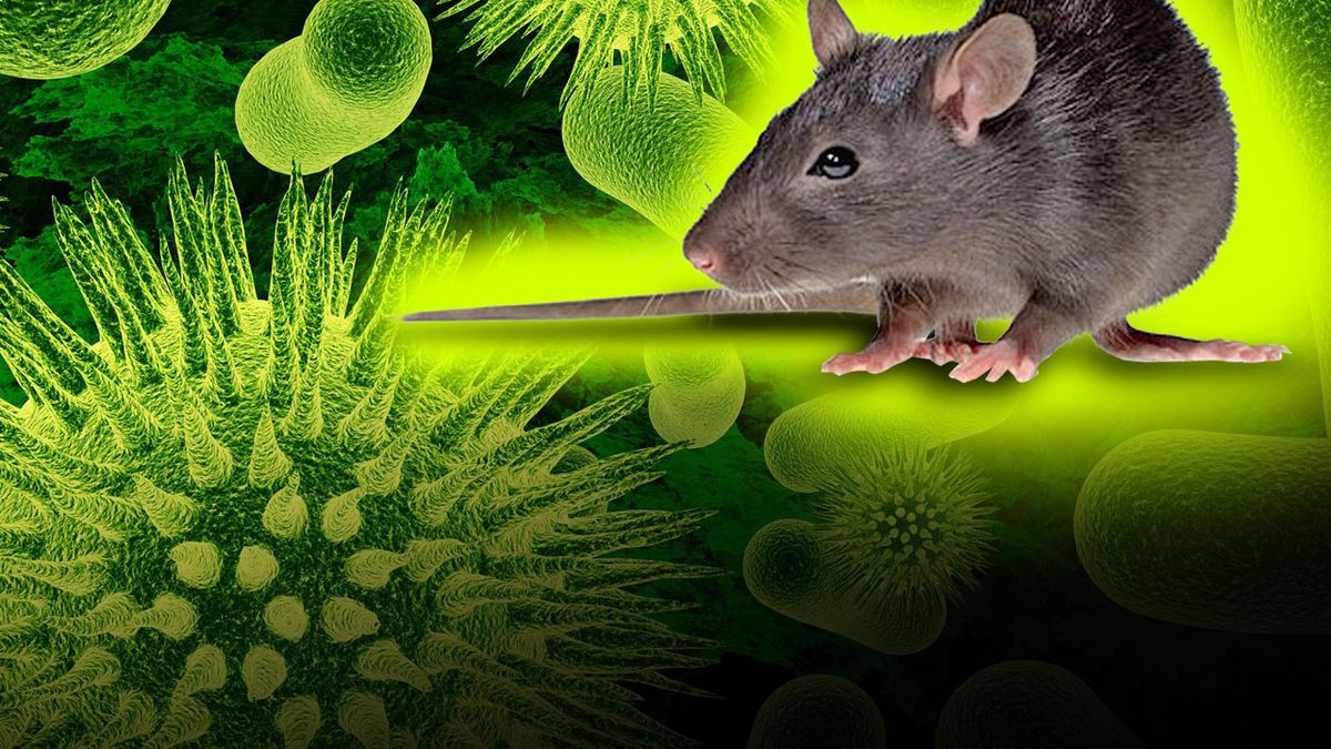 Rat besmet met Hantavirus