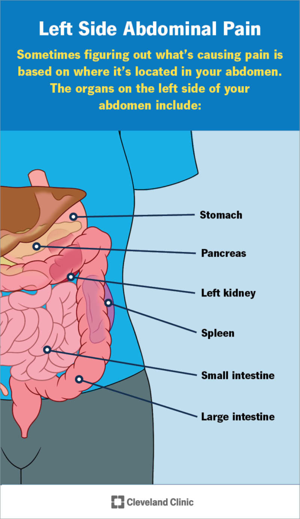 Organen aan de linkerkant van de buik