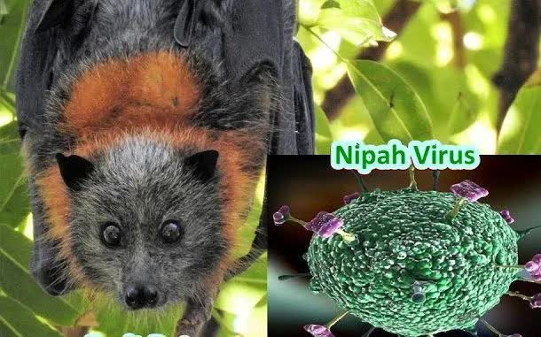 Nipah-virus